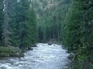 Narrow, swiftly moving Selway River flowing through a dense cedar forest